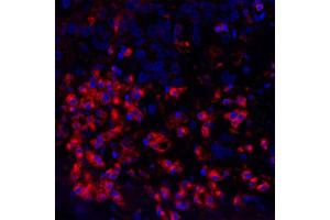 Immunofluorescence (IF) image for anti-V-type immunoglobulin domain-containing suppressor of T-cell activation (VISTA) (AA 250-311) antibody (ABIN7454034)