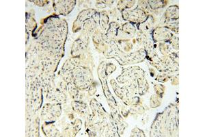 Immunohistochemistry (IHC) image for anti-Translocase of Outer Mitochondrial Membrane 40 Homolog (TOMM40) antibody (ABIN1875158) (TOMM40 Antikörper)