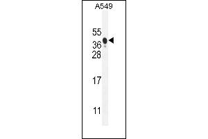 NIX Antibody (Center) (ABIN655731 and ABIN2845178) western blot analysis in A549 cell line lysates (35 μg/lane). (BNIP3L/NIX Antikörper  (AA 52-81))