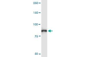 Immunoprecipitation (IP) image for anti-Anaphase Promoting Complex Subunit 5 (ANAPC5) (AA 1-755) antibody (ABIN950136)