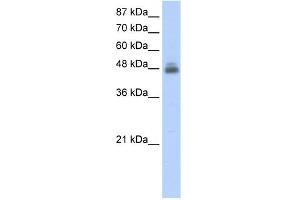 WB Suggested Anti-RBMS1 Antibody Titration:  2. (RBMS1 Antikörper  (C-Term))