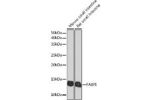 Western blot analysis of extracts of various cell lines, using FABPI Rabbit mAb (ABIN7267151) at 1:1000 dilution. (FABP2 Antikörper)