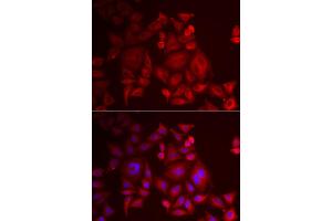 Immunofluorescence analysis of U2OS cell using XCL1 antibody.