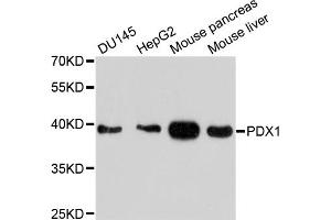 Western blot analysis of extracts of various cell lines, using PDX1 antibody. (PDX1 Antikörper)