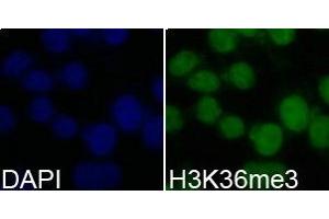 Immunofluorescence analysis of 293T cell using H3K36me3 antibody. (Histone 3 Antikörper  (H3K36me3))