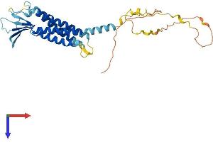 Claudin 23 Protein (CLDN23) (AA 1-296) (His tag)