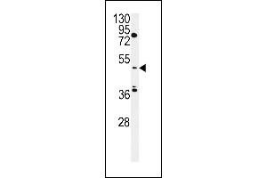 MIST Antibody (Center) (ABIN657864 and ABIN2846820) western blot analysis in HepG2 cell line lysates (35 μg/lane). (CLNK Antikörper  (AA 281-308))