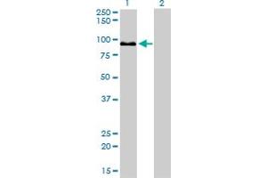 Western Blot analysis of ZW10 expression in transfected 293T cell line by ZW10 monoclonal antibody (M05), clone 2E5. (ZW10 Antikörper  (AA 1-100))