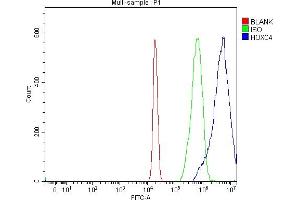 anti-Homeobox C4 (HOXC4) (Middle Region) antibody