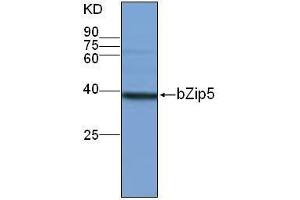 Western Blotting (WB) image for anti-Basic Leucine-Zipper 5 (BZIP5) antibody (ABIN1854591) (bZip5 Antikörper)