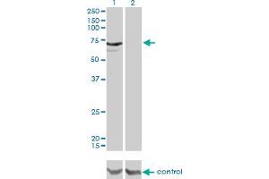 MYLK2 Antikörper  (AA 161-260)