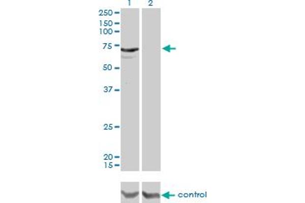 MYLK2 Antikörper  (AA 161-260)