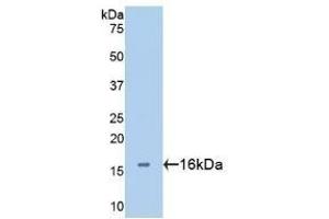 Detection of Recombinant GAL2, Human using Polyclonal Antibody to Galectin 2 (GAL2) (Galectin 2 Antikörper  (AA 1-132))