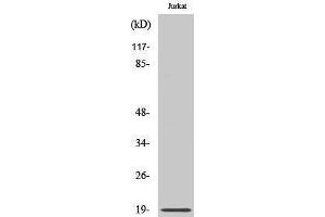 Western Blotting (WB) image for anti-Chromosome 6 Open Reading Frame 108 (C6orf108) (N-Term) antibody (ABIN3186716)