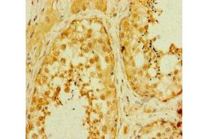 Immunohistochemistry of paraffin-embedded human testis tissue using ABIN7160228 at dilution of 1:100 (SMAD2 Antikörper  (AA 2-467))