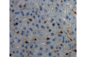 IHC-P analysis of liver tissue, with DAB staining. (CPB2 Antikörper  (AA 309-374))