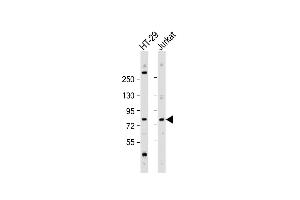 All lanes : Anti-ACSS1 Antibody (N-Term) at 1:2000 dilution Lane 1: HT-29 whole cell lysate Lane 2: Jurkat whole cell lysate Lysates/proteins at 20 μg per lane. (ACSS1 Antikörper  (AA 94-125))