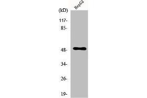 Western Blot analysis of HepG2 cells using PAH Polyclonal Antibody (Phenylalanine Hydroxylase Antikörper  (C-Term))