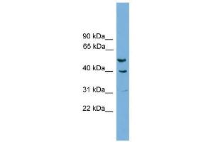 A2BP1 antibody used at 0. (A2BP1 Antikörper  (N-Term))