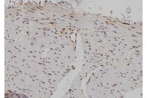 ABIN6276998 at 1/100 staining Human gastric tissue by IHC-P. (Importin 5 Antikörper)