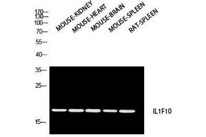 Western Blot (WB) analysis of Mouse Kidney Mouse Heart Mouse Brain Mouse Spleen Rat SPLEEN using IL1F10 antibody.