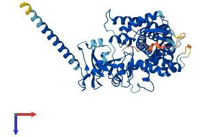 CYP26B1 Protein (AA 1-512) (His tag)