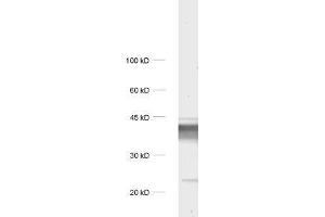 dilution: 1 : 1000, sample: rat brain homogenate. (Synaptoporin Antikörper)
