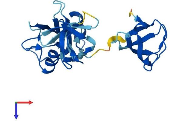 GRB2 Protein (AA 1-217) (His tag)