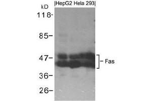Western blot analysis of extracts from HepG2, Hela and 293 cells using Fas. (FAS Antikörper  (AA 323-327))