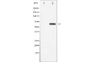 Western blot analysis of LKB1 expression in Serum treated HeLa whole cell lysates,The lane on the left is treated with the antigen-specific peptide. (LKB1 Antikörper  (Internal Region))