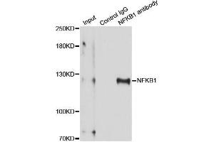 Immunoprecipitation analysis of 150 μg extracts of MCF-7 cells using 3 μg NFKB1 antibody (ABIN5998332). (NFKB1 Antikörper)