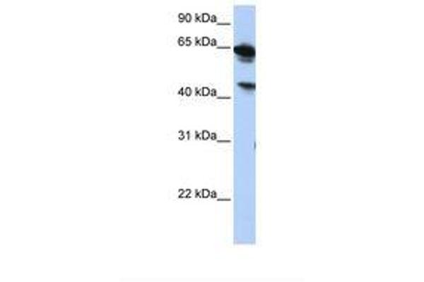 BAT5 anticorps  (AA 252-301)