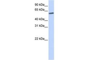 Image no. 1 for anti-SUMO/sentrin Specific Peptidase 3 (SENP3) (AA 36-85) antibody (ABIN6743826) (SENP3 Antikörper  (AA 36-85))