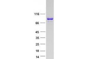 Validation with Western Blot (LRSAM1 Protein (Transcript Variant 1) (Myc-DYKDDDDK Tag))