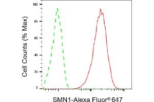 Flow cytometric analysis of SMN1 expression in HAP-1 cells using SMN1 antibody (ABIN7800471), 1:2,000).