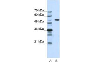 Western Blotting (WB) image for anti-Host Cell Factor C1 (VP16-Accessory Protein) (HCFC1) antibody (ABIN2461752) (HCFC1 Antikörper)
