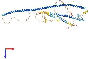 CCDC125 Protein (AA 1-500) (His tag)