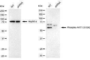 Western blotting analysis using phospho-AKT1 (S124) antibody (ABIN7800784).