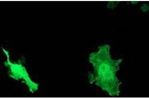 Anti-DNAJB1 mouse monoclonal antibody (ABIN2454059) immunofluorescent staining of COS7 cells transiently transfected by pCMV6-ENTRY DNAJB1 (RC201762). (DNAJB1 Antikörper)