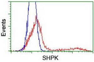 HEK293T cells transfected with either RC204421 overexpress plasmid (Red) or empty vector control plasmid (Blue) were immunostained by anti-SHPK antibody (ABIN2454757), and then analyzed by flow cytometry. (SHPK Antikörper)