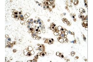 UNCX antibody was used for immunohistochemistry at a concentration of 4-8 ug/ml.