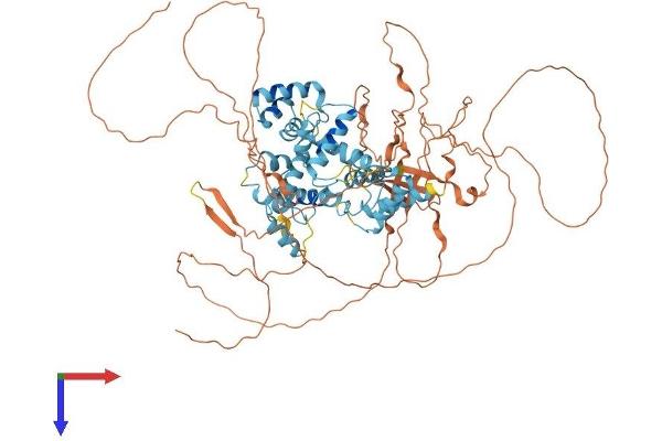 DMP1 Protein (AA 1-761) (His tag)