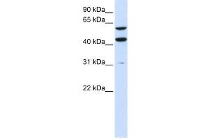 Western Blotting (WB) image for anti-phosphatidylserine Synthase 1 (PTDSS1) antibody (ABIN2459069) (PTDSS1 Antikörper)
