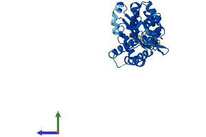 Protein Structure (PS) image for 5'-Nucleotidase, Cytosolic III (NT5C3) (AA 1-331) protein (His tag) (ABIN7560810)