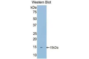 Western Blotting (WB) image for anti-S100 Calcium Binding Protein A16 (S100A16) (AA 2-103) antibody (ABIN1078501) (S100A16 Antikörper  (AA 2-103))