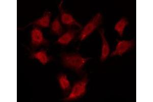 ABIN6275988 staining HepG2 by IF/ICC. (GPR37L1 Antikörper  (N-Term))