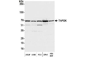 anti-ThPok (AA 200-250) antibody