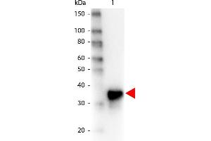 Western Blot of Peroxidase conjugated Goat anti-Pepsin antibody. (Pepsin Antikörper  (HRP))