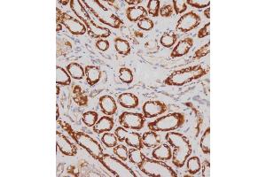Immunohistochemical analysis of (ABIN390919 and ABIN2841122) on paraffin-embedded human kidney tissue was performed on the Leica®BOND RXm. (NDUFS4 Antikörper  (C-Term))