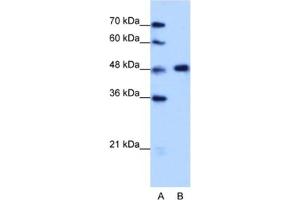 Western Blotting (WB) image for anti-Heterogeneous Nuclear Ribonucleoprotein F (HNRNPF) antibody (ABIN2462177)
